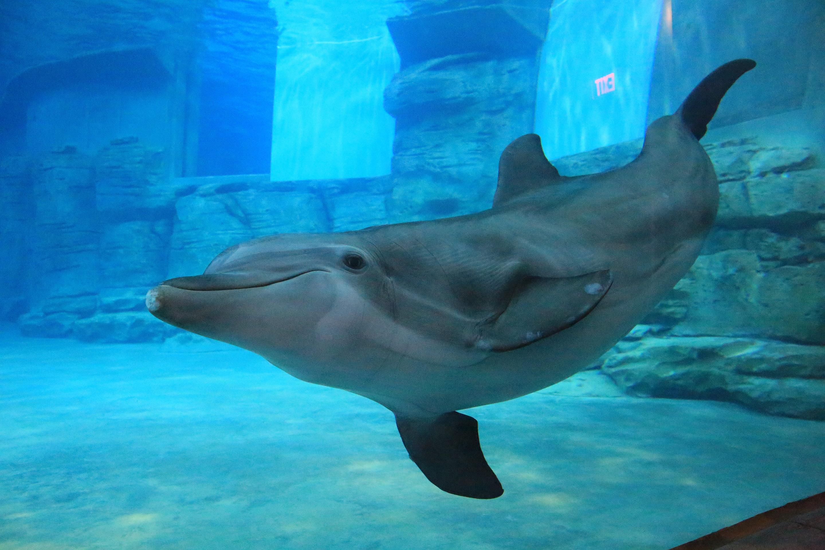 Winter The Dolphin'S Beach Club, Ascend Hotel Collection Clearwater Beach Εξωτερικό φωτογραφία
